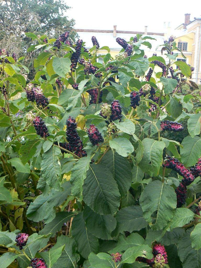 Image of Phytolacca acinosa specimen.