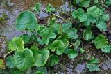 Caltha palustris