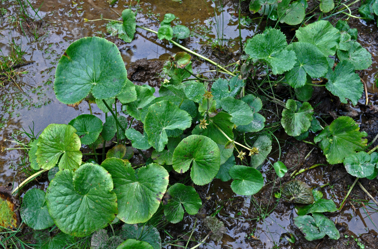 Image of Caltha palustris specimen.