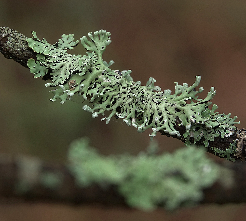 Изображение особи Hypogymnia physodes.