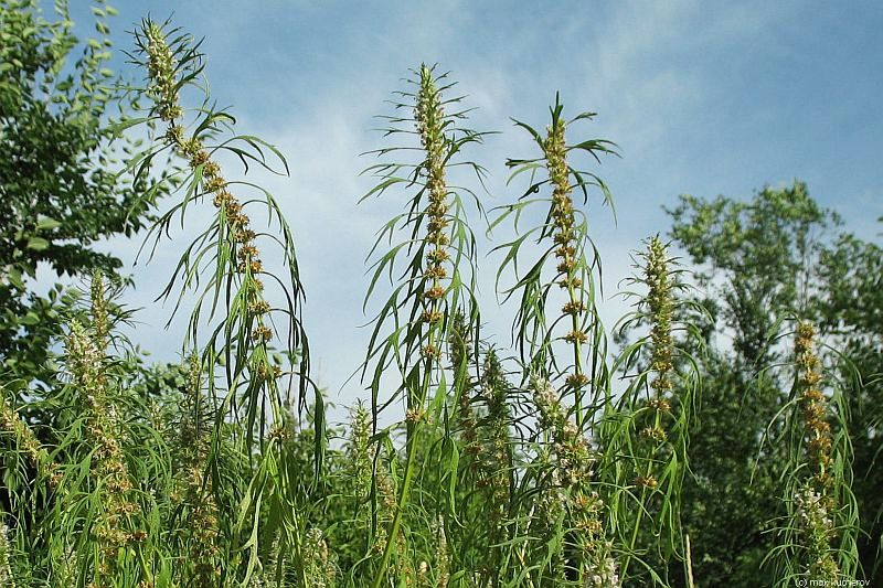 Изображение особи Leonurus glaucescens.