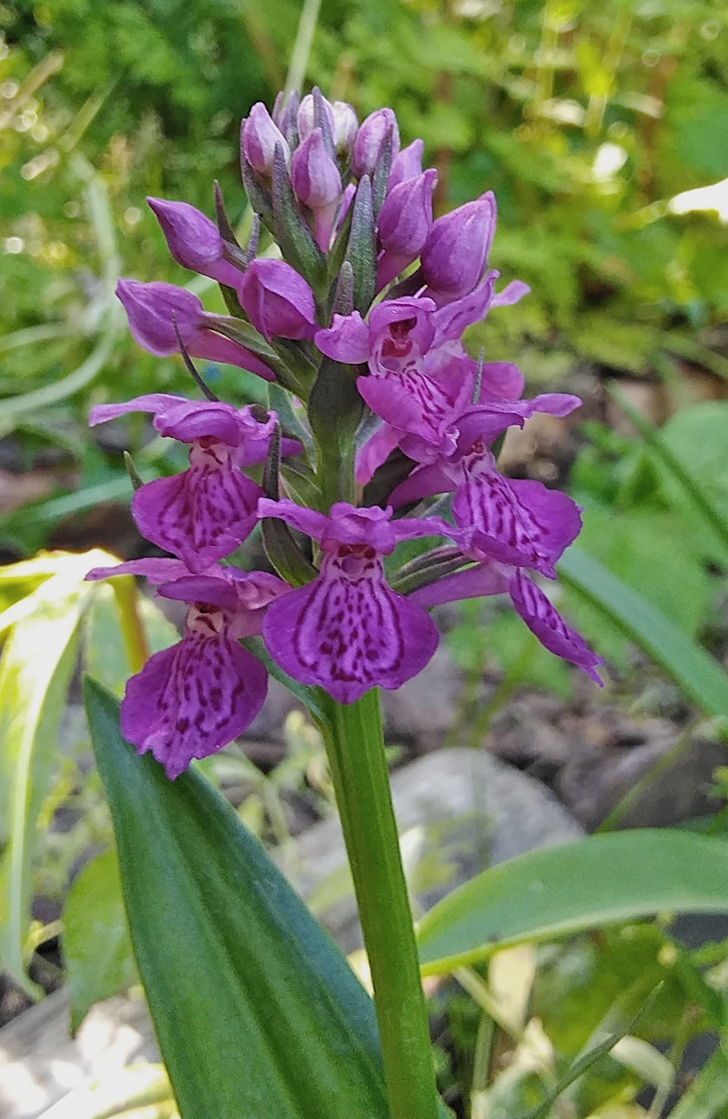 Image of Dactylorhiza purpurella specimen.