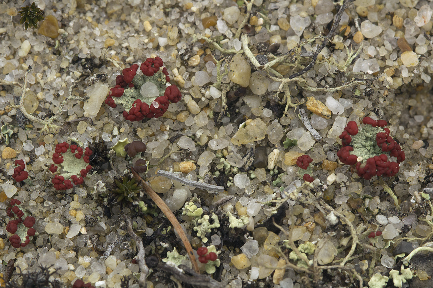 Image of Cladonia borealis specimen.