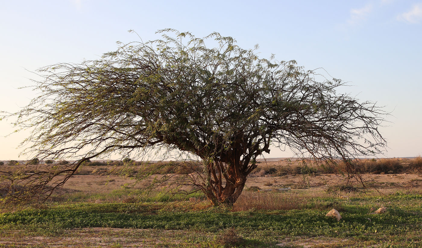 Image of Faidherbia albida specimen.