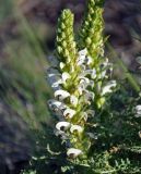 Pedicularis achilleifolia. Соцветие. Алтай, Кош-Агачский р-н, Курайская степь, окр. с. Курай, ≈ 1600 м н.у.м., степной склон. 11.06.2019.