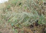 Artemisia absinthium
