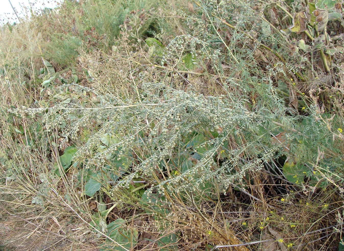 Image of Artemisia absinthium specimen.