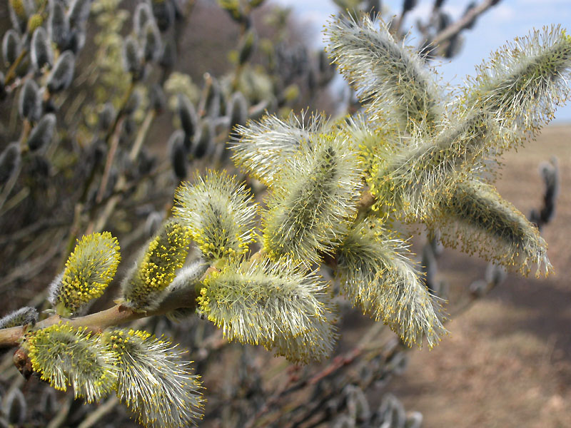 Image of Salix caprea specimen.