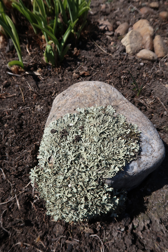 Image of Xanthoparmelia stenophylla specimen.