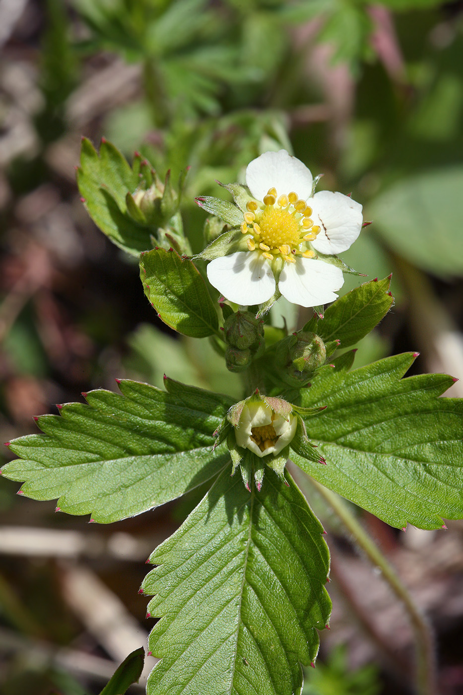 Изображение особи Fragaria vesca.