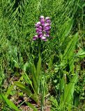 Orchis militaris. Цветущее растение. Алтай, Кош-Агачский р-н, долина р. Верхняя Карасу, ≈ 1100 м н.у.м., влажный участок луга на берегу реки. 22.06.2019.