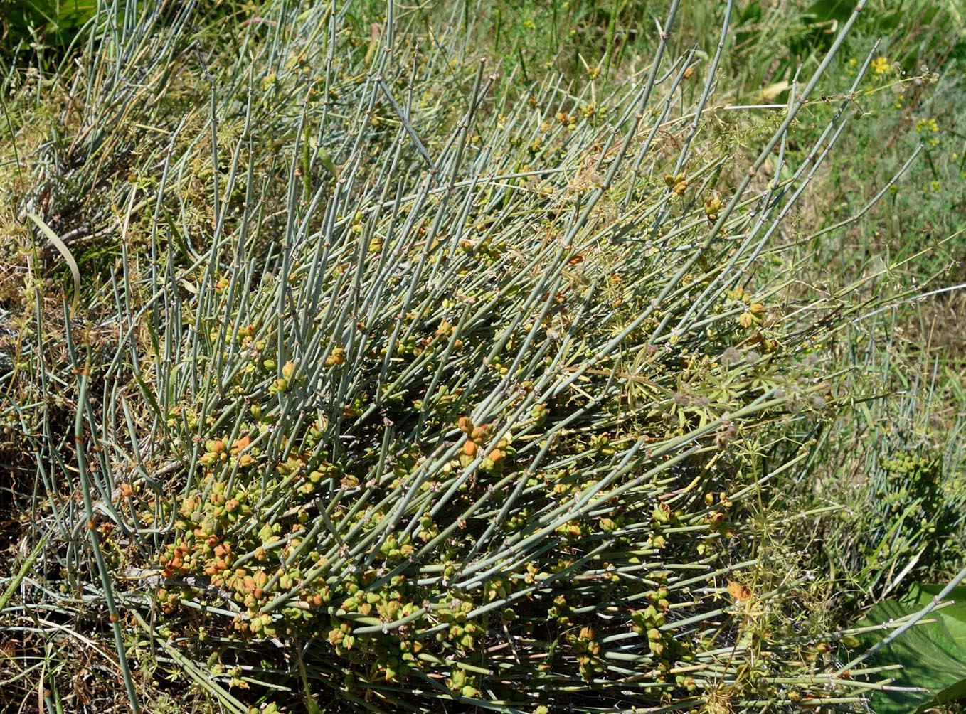 Image of Ephedra intermedia specimen.