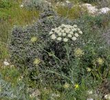 Zosima absinthifolia