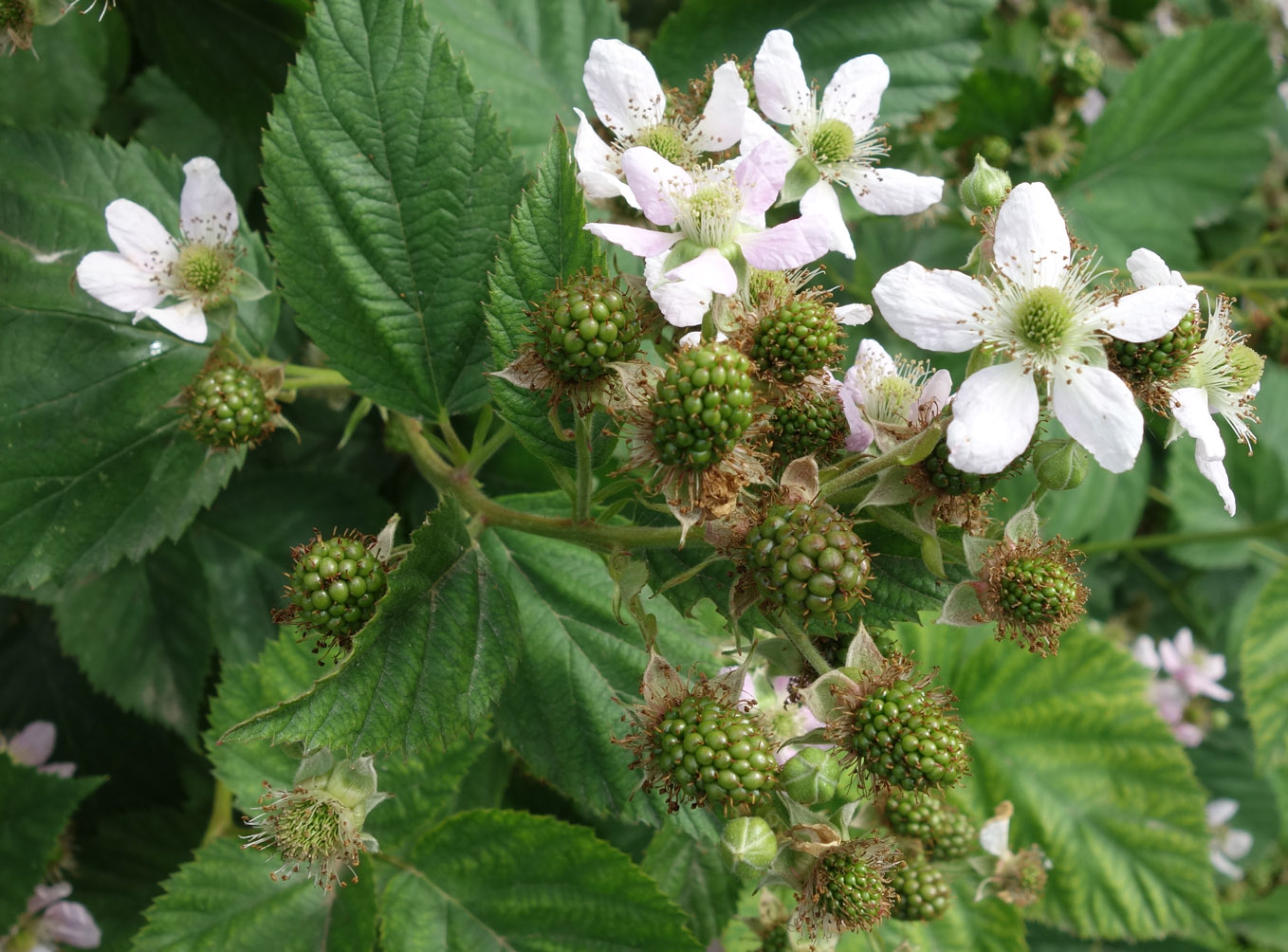 Image of Rubus praecox specimen.