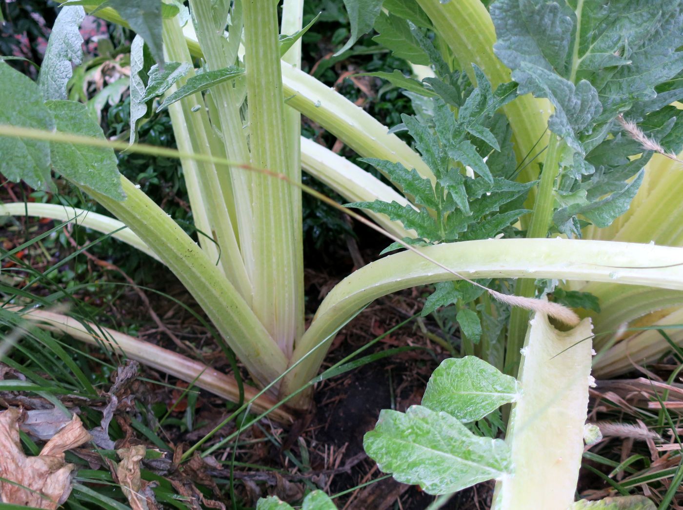 Изображение особи Cynara scolymus.