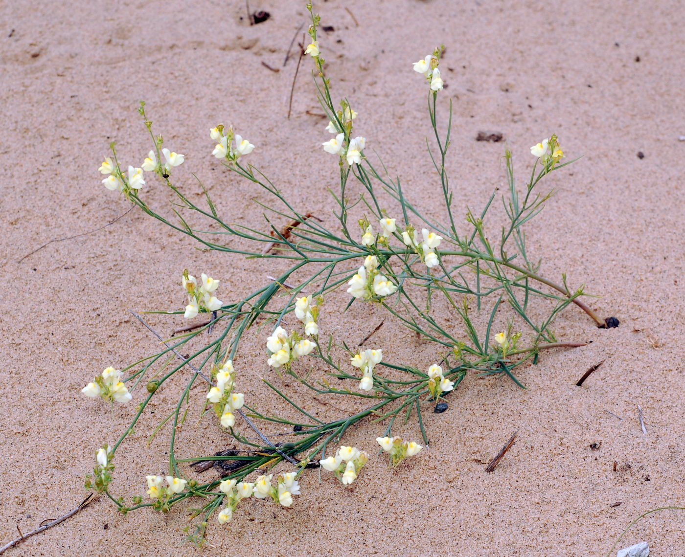 Изображение особи Linaria odora.