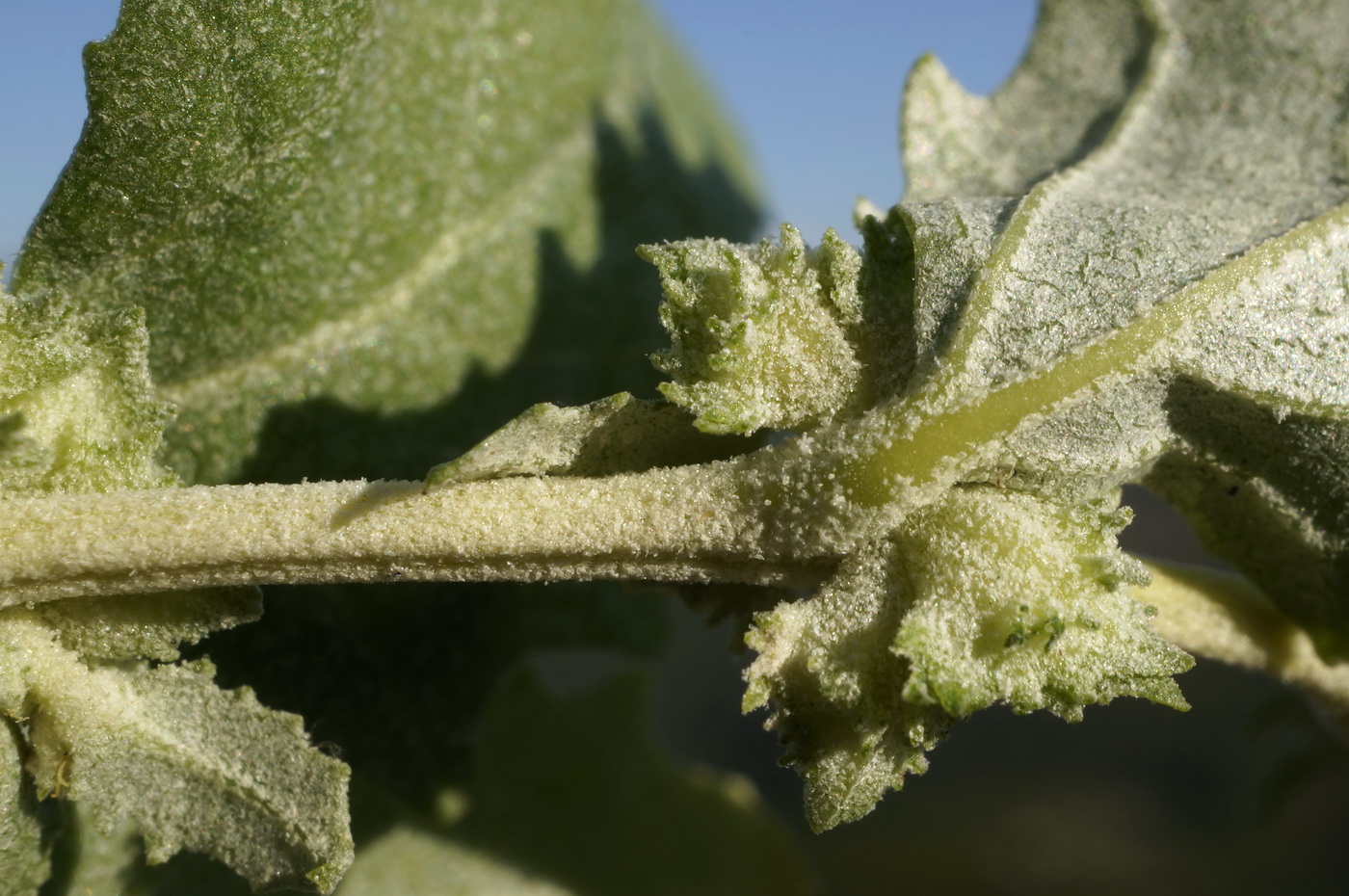 Image of Atriplex rosea specimen.