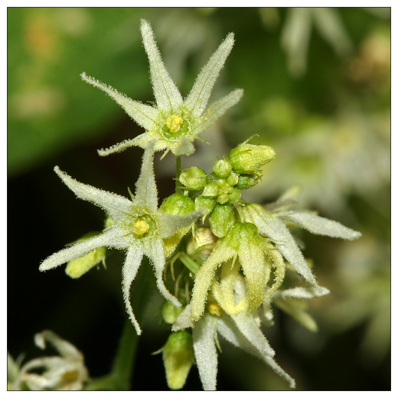 Изображение особи Echinocystis lobata.