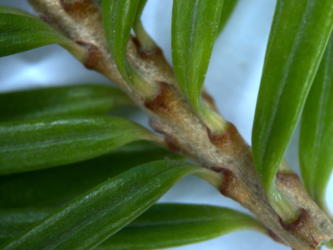 Image of Abies grandis specimen.