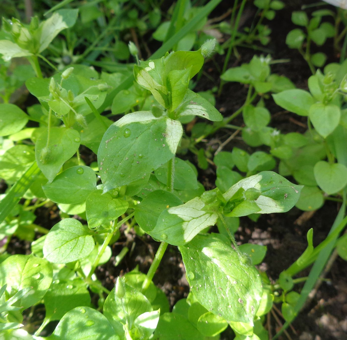 Image of Stellaria media specimen.