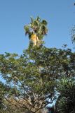 Washingtonia filifera. Крона растения, возвышающаяся над окружающими деревьями. Испания, Канарские о-ва, Тенерифе, ботанический сад в Пуэрто-де-ла-Крус, в культуре. 6 марта 2008 г.