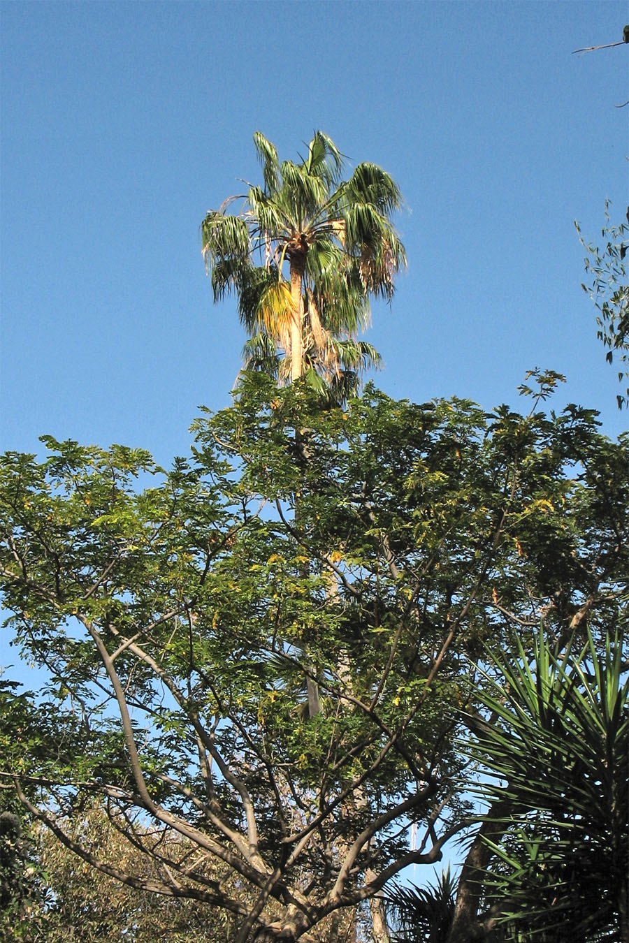 Image of Washingtonia filifera specimen.