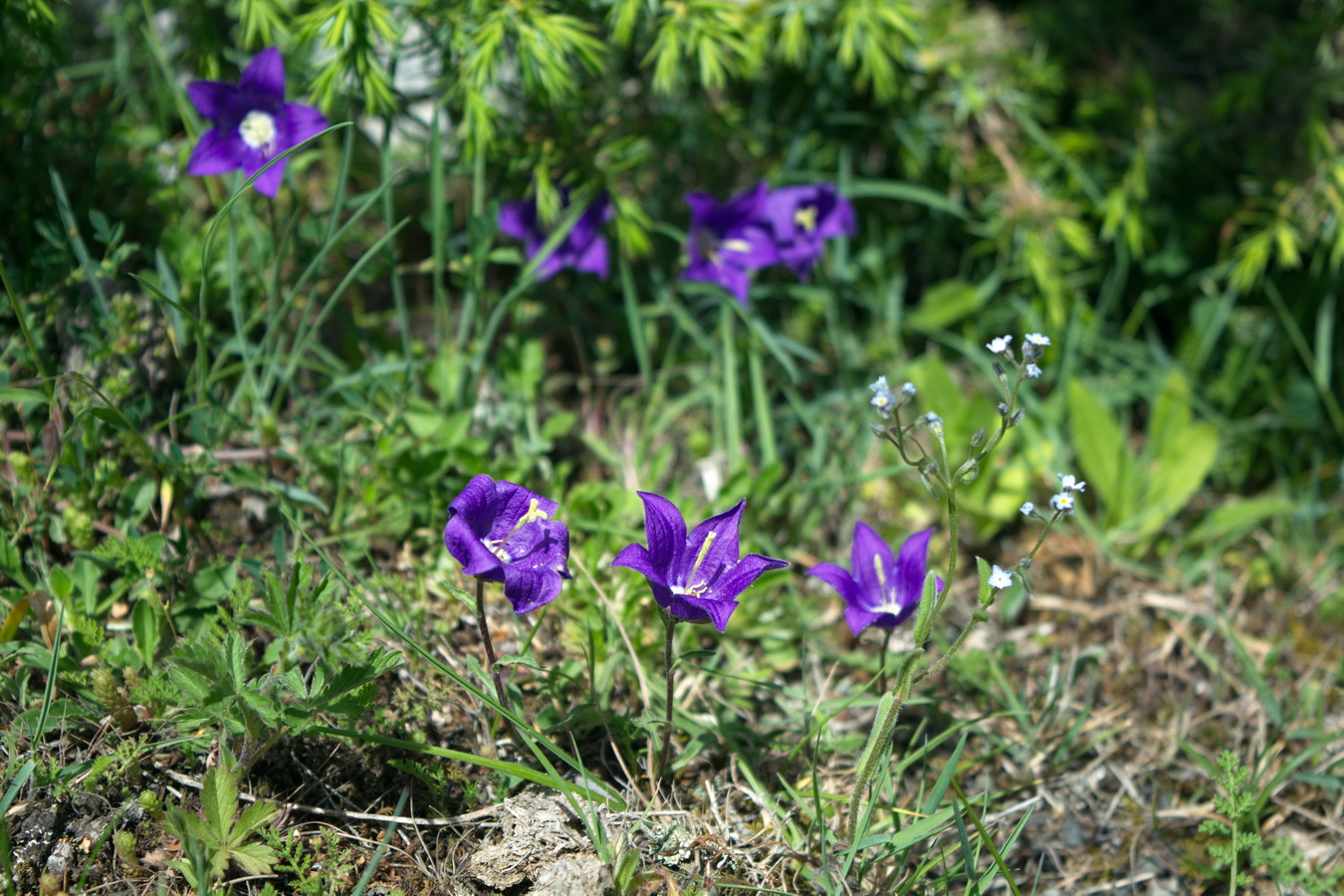 Изображение особи род Campanula.