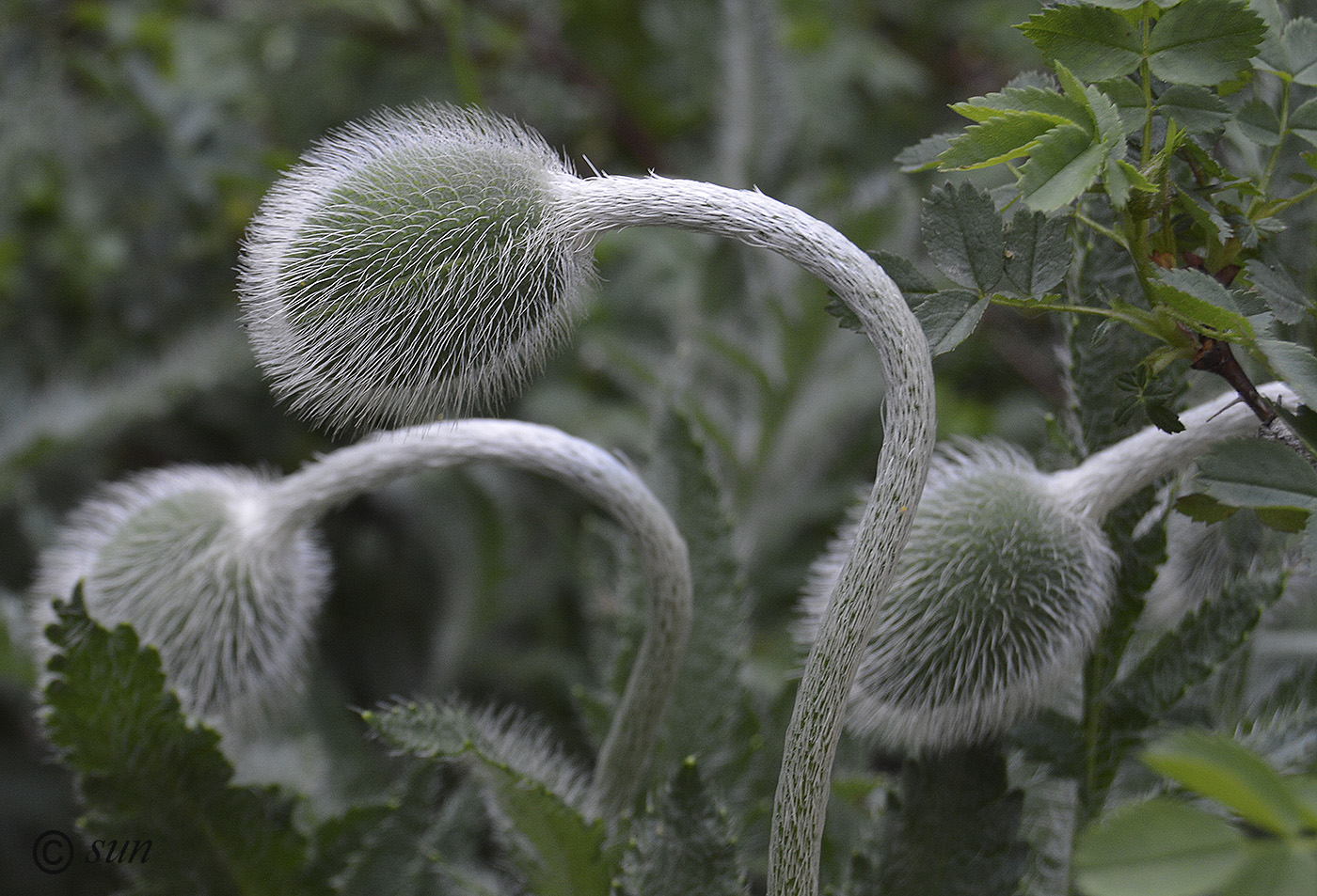 Изображение особи Papaver orientale.