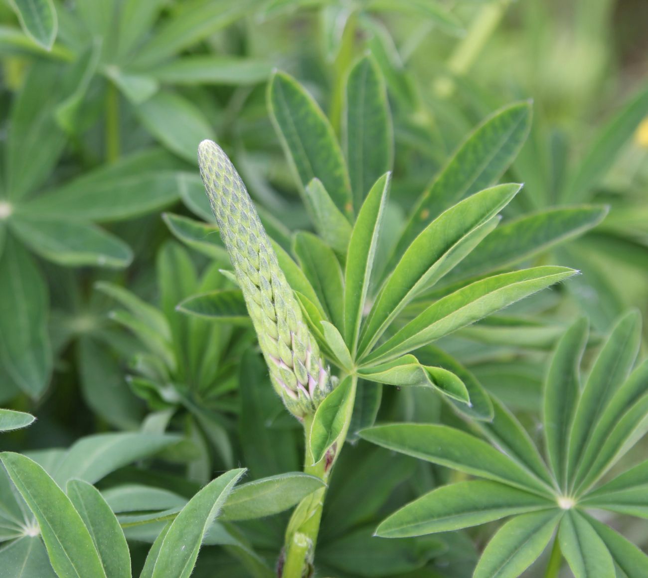 Image of Lupinus polyphyllus specimen.