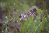 Polygala tenuifolia