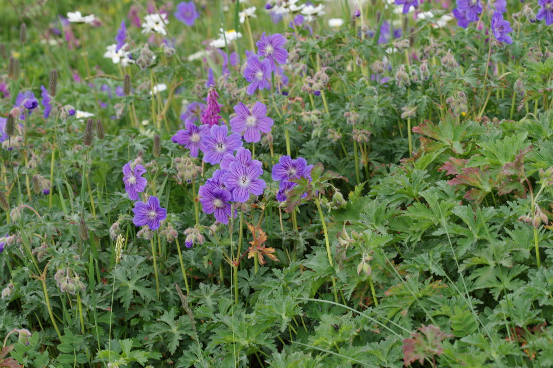 Изображение особи Geranium gymnocaulon.