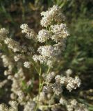 Lepidium latifolium