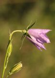 Campanula persicifolia. Верхушка побега с распускающимся цветком и бутонами. Калужская обл., Боровский р-н, окр. дер. Чёлохово, высота 200 м н.у.м, край елового леса (Picea abies) на склоне восточного берега Чёлоховского пруда. 23 июня 2020 г.