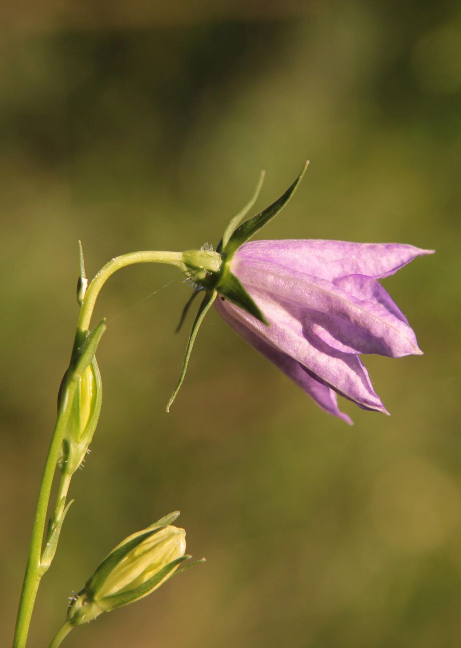 Image of Campanula persicifolia specimen.