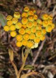 Helichrysum maracandicum