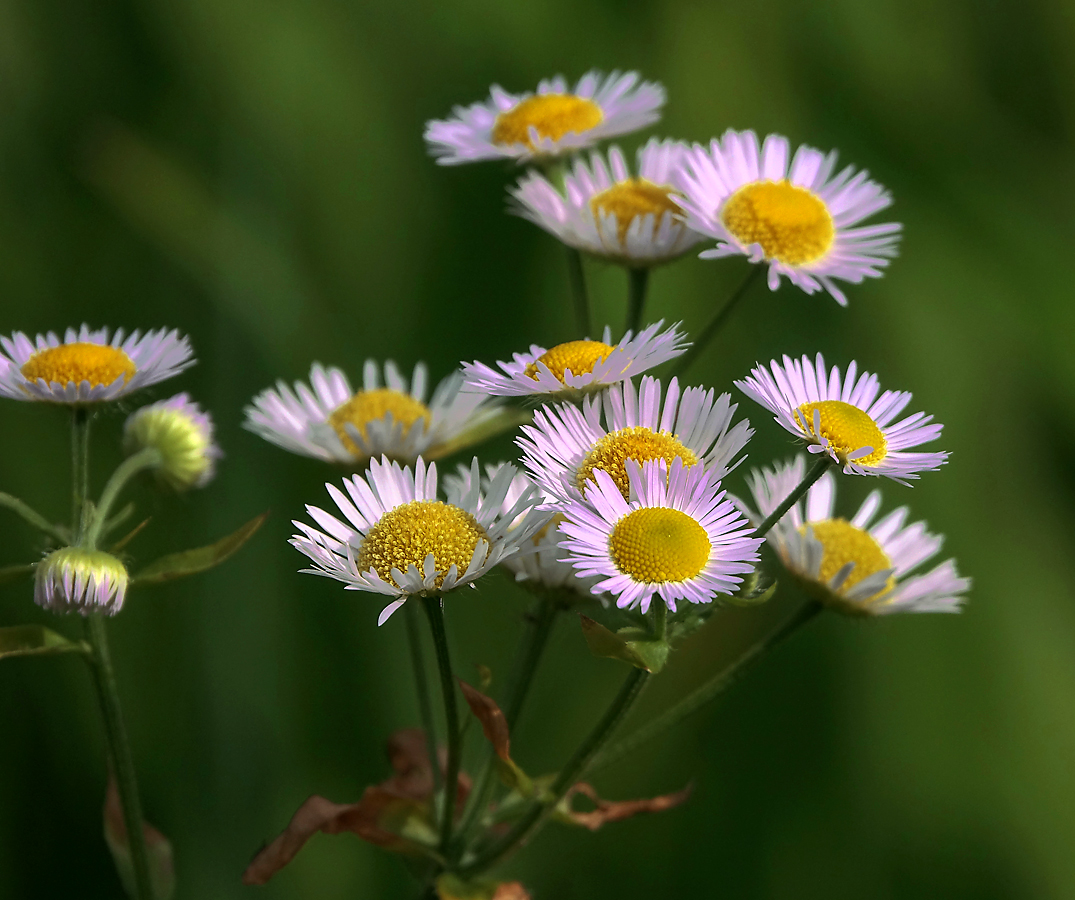 Изображение особи Erigeron annuus ssp. lilacinus.