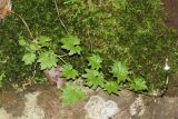 Lobelia vanreenensis