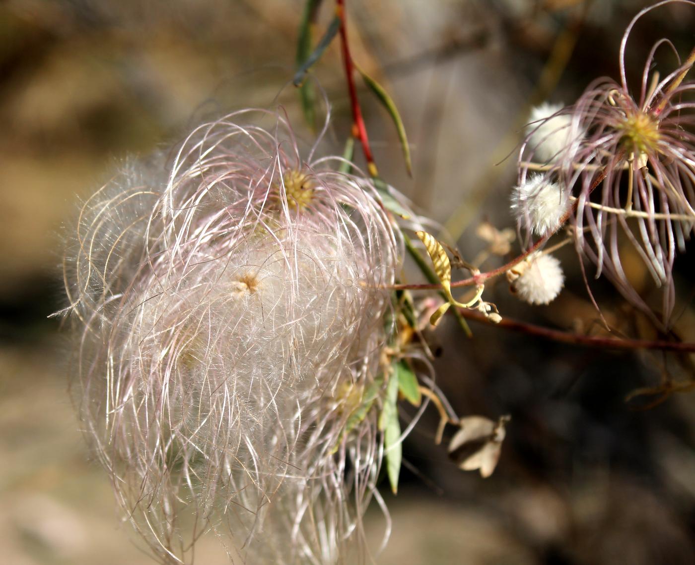 Изображение особи Clematis orientalis.