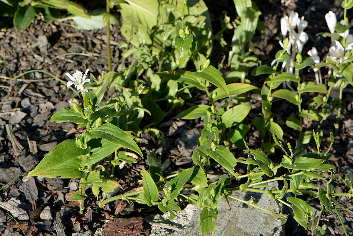 Image of Tricyrtis hirta specimen.