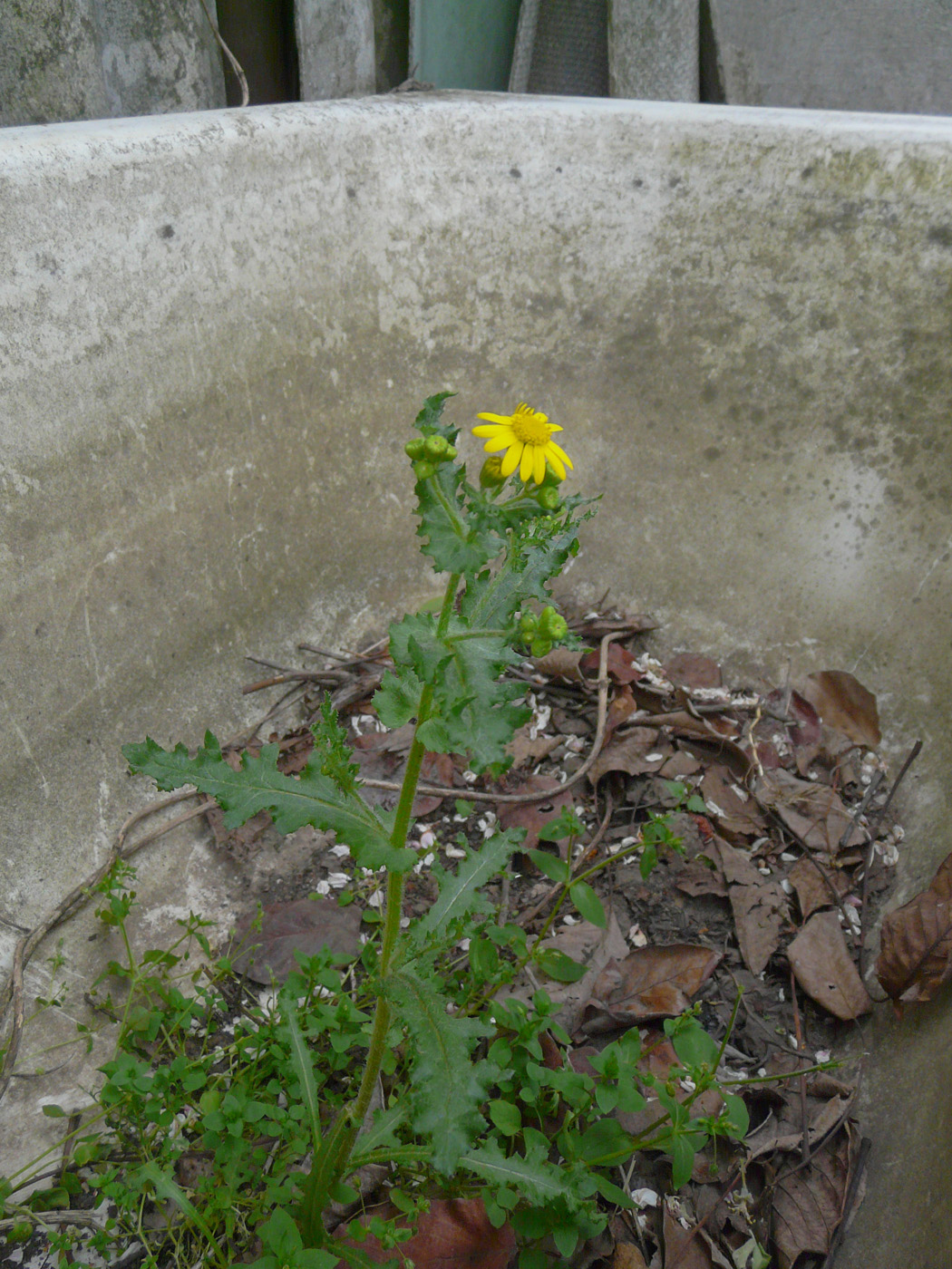 Image of Senecio vernalis specimen.