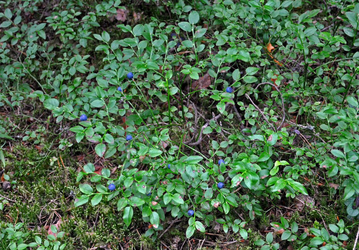 Image of Vaccinium myrtillus specimen.