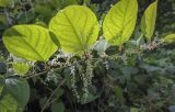 Reynoutria japonica