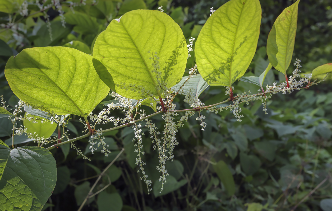 Изображение особи Reynoutria japonica.