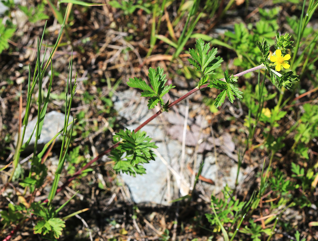 Image of Potentilla tobolensis specimen.