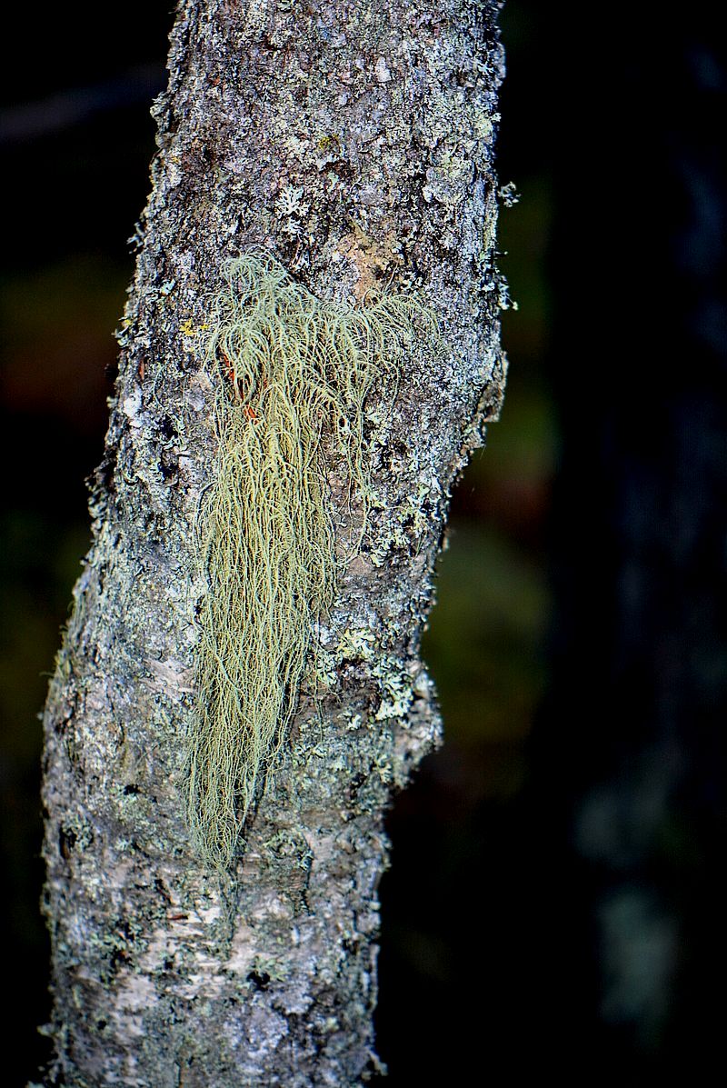 Image of Usnea dasopoga specimen.