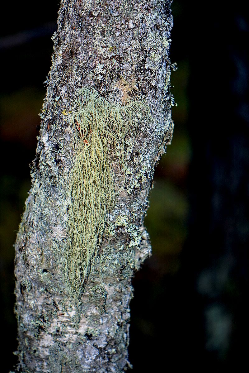 Изображение особи Usnea dasopoga.