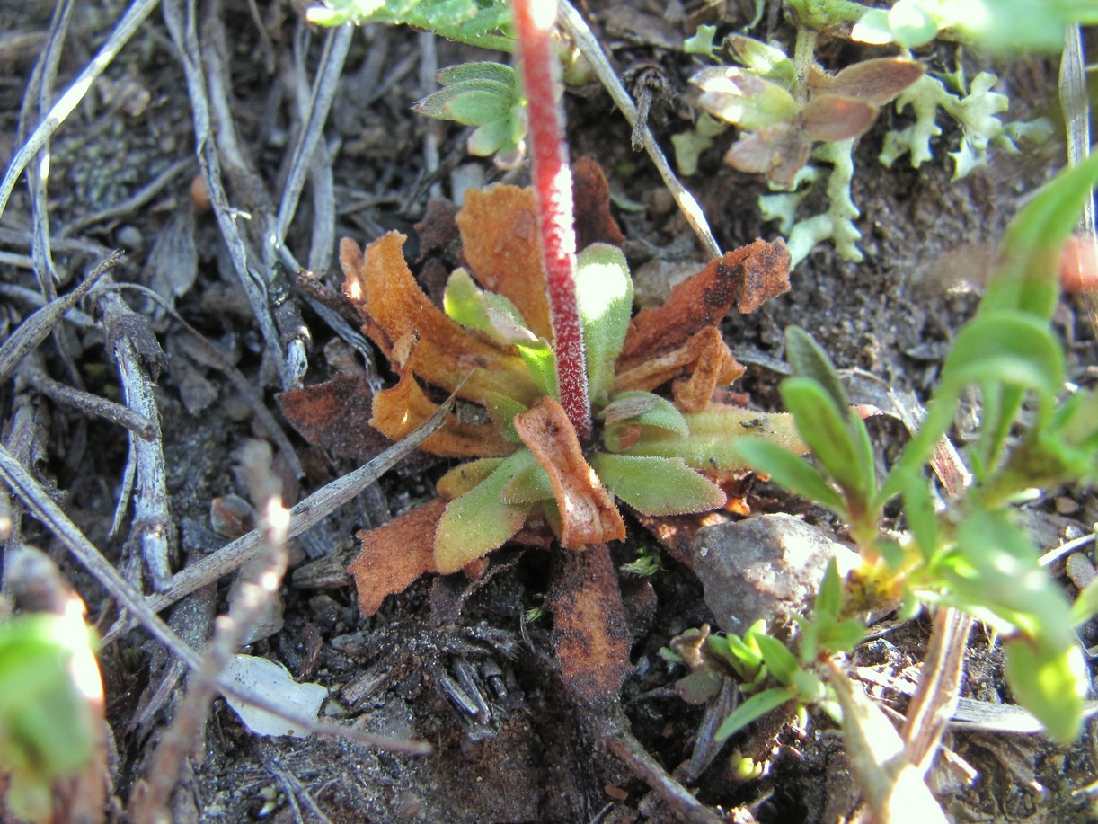 Image of Androsace septentrionalis specimen.