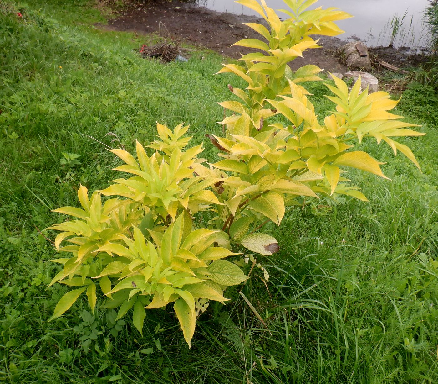 Image of Sambucus nigra specimen.