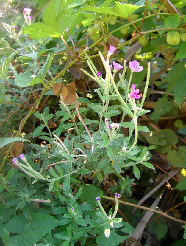 Image of Epilobium villosum specimen.