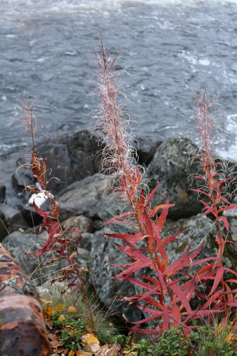 Image of Chamaenerion angustifolium specimen.